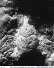 Historisches Foto von Cracensigillatus gracilirostrus (Robins, Feldmann & Schweitzer, 2013) (NHMW-AFW-GEO-BACHMAYER-FOTO-1990-0041-1327)